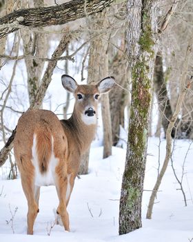 A whitetail deer buck standing in the woods.