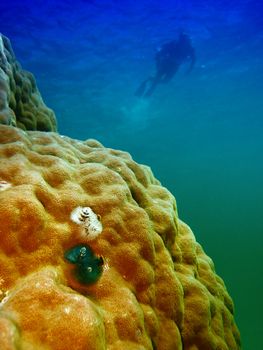 Underwater Scene of Great Barrier Reef in Queensland, Australia