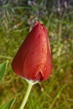 Closed Red Tulip on a Tuscan Garden, Italy