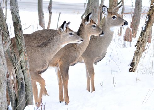 A whitetail deer buck standing in the woods.