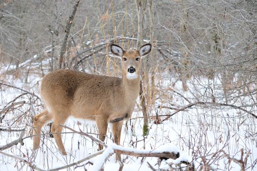 A whitetail deer buck standing in the woods.