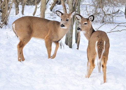 A whitetail deer buck standing in the woods.