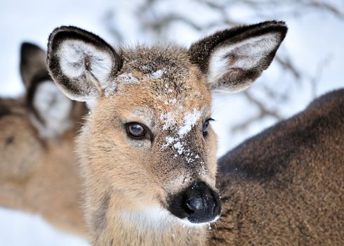 A whitetail deer buck standing in the woods.