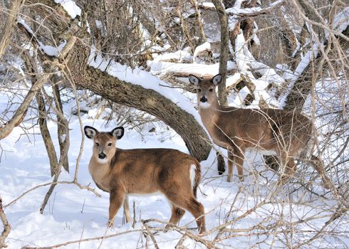 A whitetail deer buck standing in the woods.