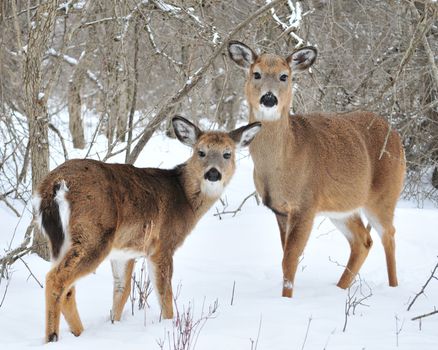 A whitetail deer buck standing in the woods.