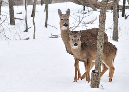 A whitetail deer buck standing in the woods.