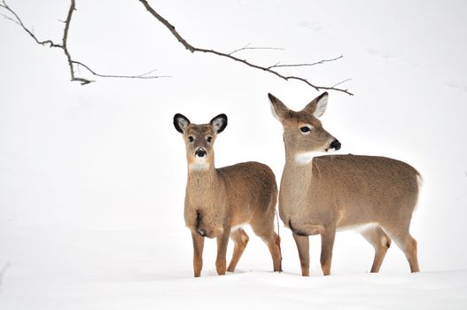 A whitetail deer buck standing in the woods.