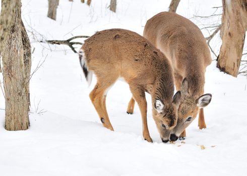 A whitetail deer buck standing in the woods.