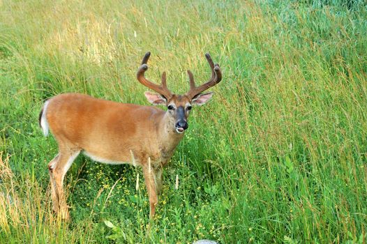 A whitetail deer buck in summer velvet standing in a field.