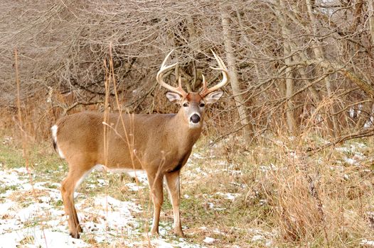 A whitetail deer buck standing in the woods.