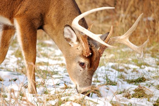 A whitetail deer buck standing in the woods.