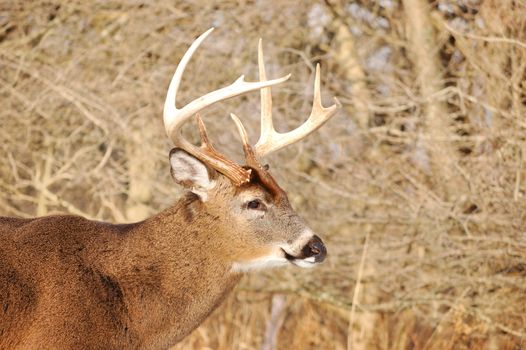 Head shot of a whitetail deer buck at the woods edge.