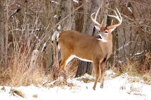 A whitetail deer buck standing in the woods.