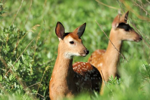 A whitetail deer fawns standing in a field.