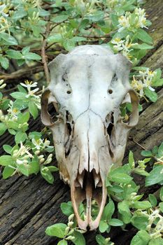 A whitetail deer skull found after the wnter thaw.