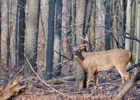 A whitetail deer buck standing in the woods during the rut.