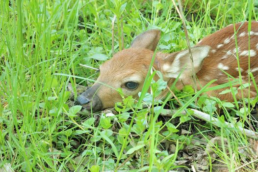 A whitetail deer fawn lying in a field.