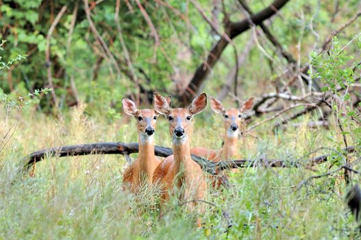 Three Whitetail deer does standing in the woods in the early morning.