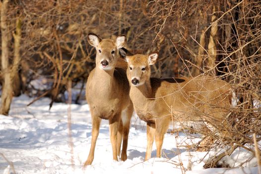 Whitetail deer yearling standing in the woods in winter snow with doe.