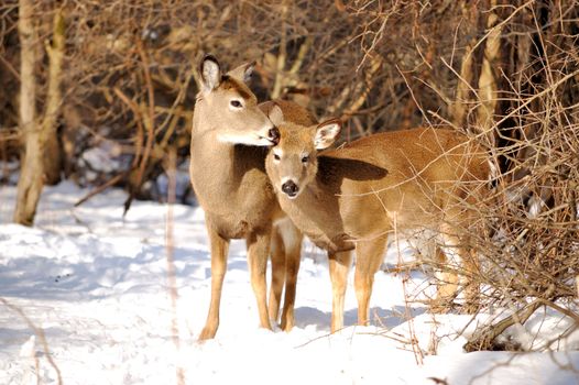 Whitetail deer yearling standing in the woods in winter snow with doe.