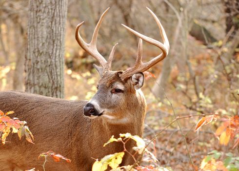 A whitetail deer buck standing in the woods.