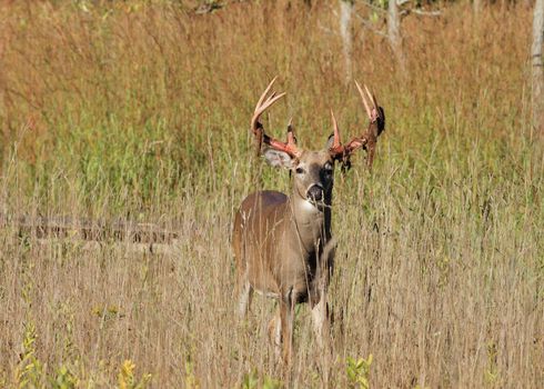 A whitetail deer buck shedding summer velvet.