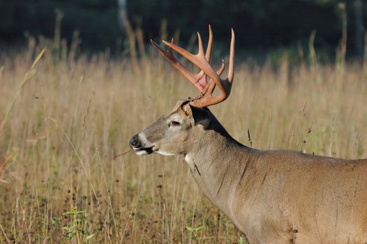 A whitetail deer buck in standing in a field.