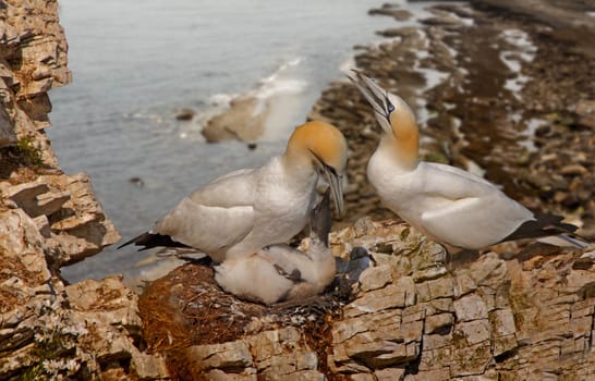 A Northern Gannet family on Bempton Cliffs in Yorkshire, England.