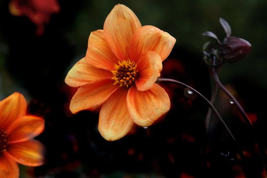 An orange Dahlia in a Staffordshire Garden.