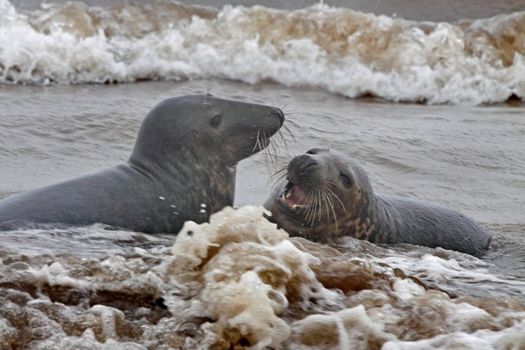Immatuer Atlantic Grey Seals play in the sea at Donna Nook in Lincolnshire, England.