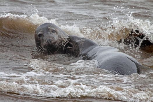 A male and a female immature Atlantic Grey Seals at play in the sea at Donna Nook in Lincolnshire, England.