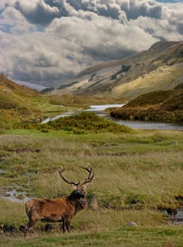 A Red Deer Stag in the Scottish Highlands.