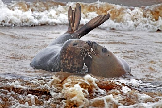Young male and a female Atlantic Grey Seals get together at Donna Nook in Lincolnshire, England, during the mating season.
