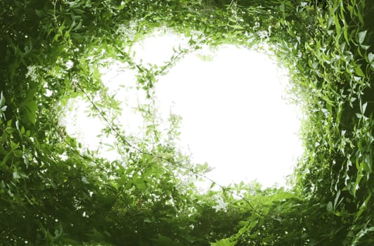 An image of a natural green leaf frame