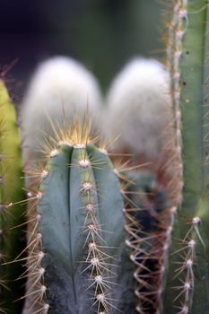 close up of green cactus with prickly spikes