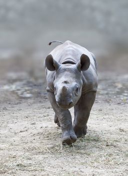 An image of a beautiful young rhino