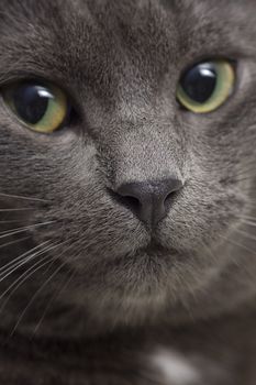 Close-up portrait of gray cat