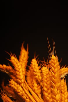 Warm sunshine wheat over black background