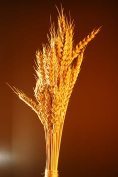 Wheat with warm colors over brown background