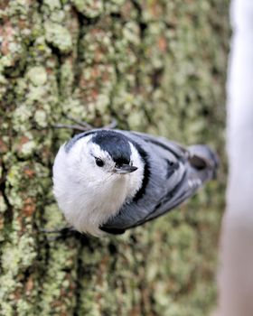 A nuthatch perched on the side of a tree trunk.