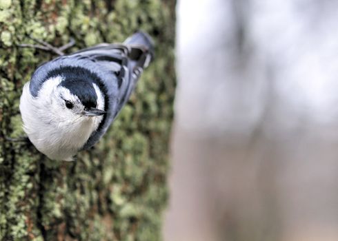 A nuthatch perched on the side of a tree trunk.