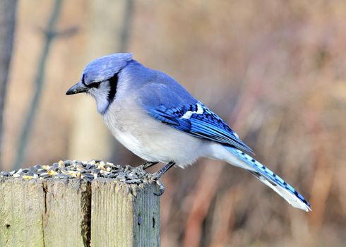 A blue jay perched on a post eyeing bird seed.
