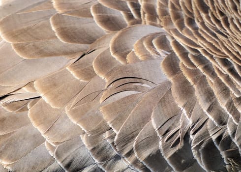 Background feathers of the back of a Canada Goose.