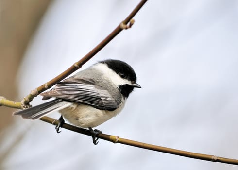 A black-capped chickadee perched on a tree branch.