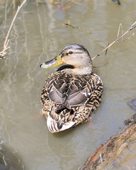 A female mallard duck swimming in a pond.