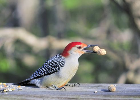 Male red-bellied woodpecker eating bird seed on a wooden post.