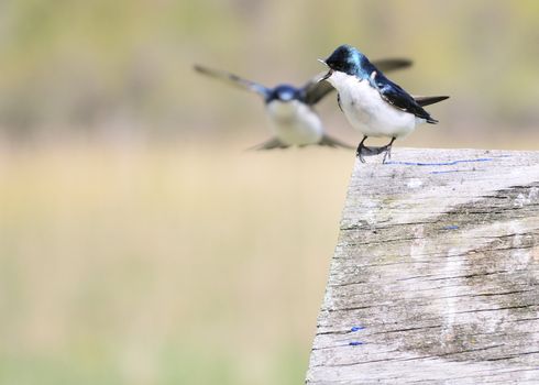 A pair of mating tree swallows perched on a nesting box singing to each other.