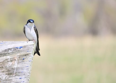A tree swallow perched on a nesting box in the spring.