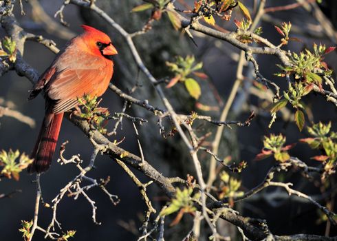 A male Cardinal perched on a branch.