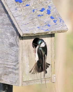 A tree swallow bringing twigs for nest building.